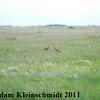 Sandhill Crane (Grus canadensis) Glacial Ridge National Wildlife Refuge