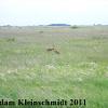 Sandhill Crane (Grus canadensis) Glacial Ridge National Wildlife Refuge