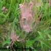 Prairie Smoke (Geum triflorum) Glacial Ridge National Wildlife Refuge