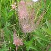 Prairie Smoke (Geum triflorum) Glacial Ridge National Wildlife Refuge