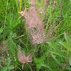 Prairie Smoke (Geum triflorum) Glacial Ridge National Wildlife Refuge