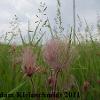 Prairie Smoke (Geum triflorum) Glacial Ridge National Wildlife Refuge
