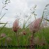 Prairie Smoke (Geum triflorum) Glacial Ridge National Wildlife Refuge