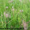 Prairie Smoke (Geum triflorum) Glacial Ridge National Wildlife Refuge