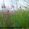 Prairie Smoke (Geum triflorum) Glacial Ridge National Wildlife Refuge