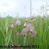Prairie Smoke (Geum triflorum) Glacial Ridge National Wildlife Refuge