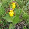 Cypripedium pubescens (Yellow Lady's Slipper)