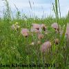 Prairie Smoke (Geum triflorum) Glacial Ridge National Wildlife Refuge