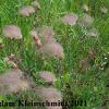 Prairie Smoke (Geum triflorum) Glacial Ridge National Wildlife Refuge