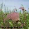 Prairie Smoke (Geum triflorum) Glacial Ridge National Wildlife Refuge