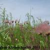 Prairie Smoke (Geum triflorum) Glacial Ridge National Wildlife Refuge