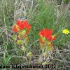 Indian Paintbrush (Castilleja coccinea) Glacial Ridge National Wildlife Refuge