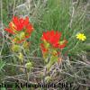 Indian Paintbrush (Castilleja coccinea) Glacial Ridge National Wildlife Refuge
