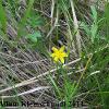 Yellow-eyed Grass (Hypoxis hirsuta) Glacial Ridge National Wildlife Refuge