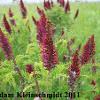 Wild Inidgo (Amorpha fruiticosa) Glacial Ridge National Wildlife Refuge