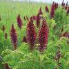 Wild Inidgo (Amorpha fruiticosa) Glacial Ridge National Wildlife Refuge