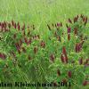 Wild Inidgo (Amorpha fruiticosa) Glacial Ridge National Wildlife Refuge