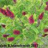 Wild Inidgo (Amorpha fruiticosa) Glacial Ridge National Wildlife Refuge