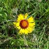 Blanket Flower (Gaillardia pulchella) Glacial Ridge National Wildlife Refuge