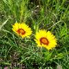 Blanket Flower (Gaillardia pulchella) Glacial Ridge National Wildlife Refuge