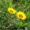 Blanket Flower (Gaillardia pulchella) Glacial Ridge National Wildlife Refuge