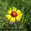 Blanket Flower (Gaillardia pulchella) Glacial Ridge National Wildlife Refuge