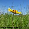 Blanket Flower (Gaillardia pulchella) Glacial Ridge National Wildlife Refuge