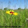 Blanket Flower (Gaillardia pulchella) Glacial Ridge National Wildlife Refuge