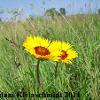 Blanket Flower (Gaillardia pulchella) Glacial Ridge National Wildlife Refuge