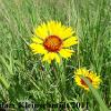 Blanket Flower (Gaillardia pulchella) Glacial Ridge National Wildlife Refuge