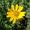 Prairie Sunflower