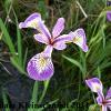 Iris altobarbata (Purple Iris)