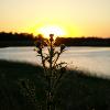 Cirsium arvense (Canada Thistle)