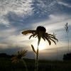 Rudbeckia hirta (Black-eyed Susan)