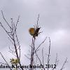 Northern Flicker