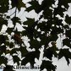 Acer saccharum (Sugar Maple)